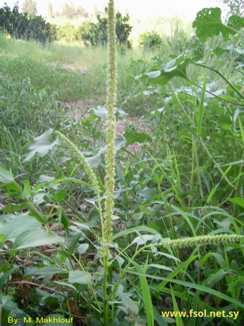 Amaranthus hybridus L.